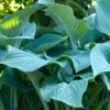 Daggfunkia 'Elegans', 3-pack 2 Daggfunkia 'Elegans', 3-pack -Garden Supplies Sales 2024 Hosta sieboldiana daggfunkia