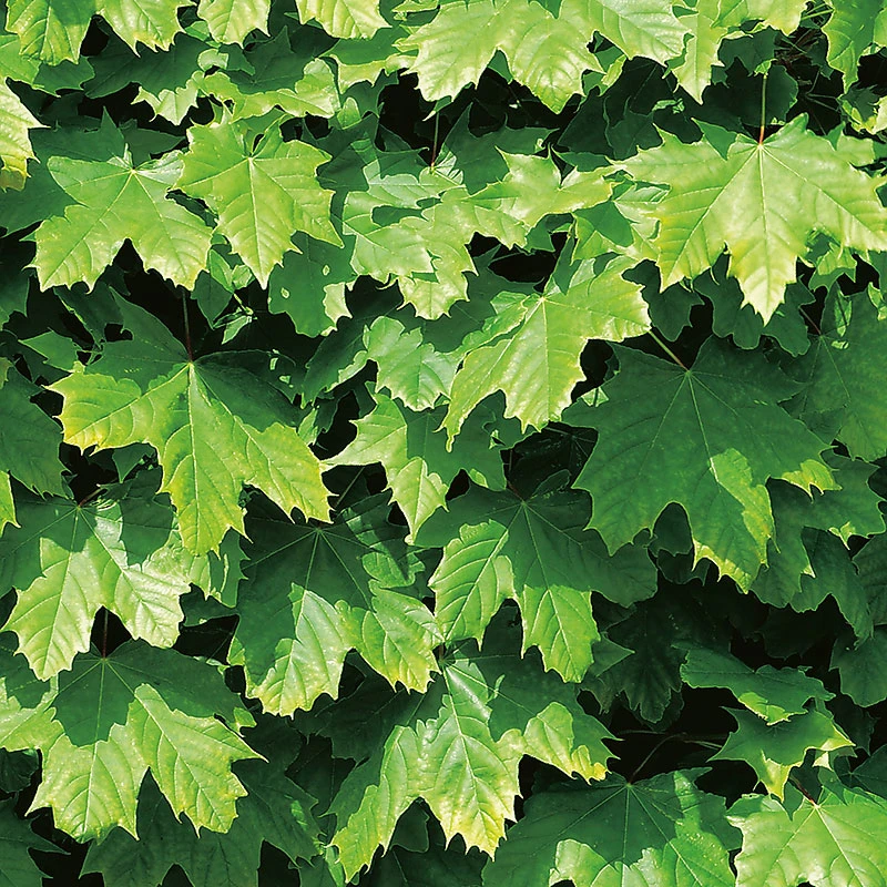 Klotlönn, Acer Plantanoides 'Globosum' 4 Klotlönn, Acer Plantanoides 'Globosum' - Image 2