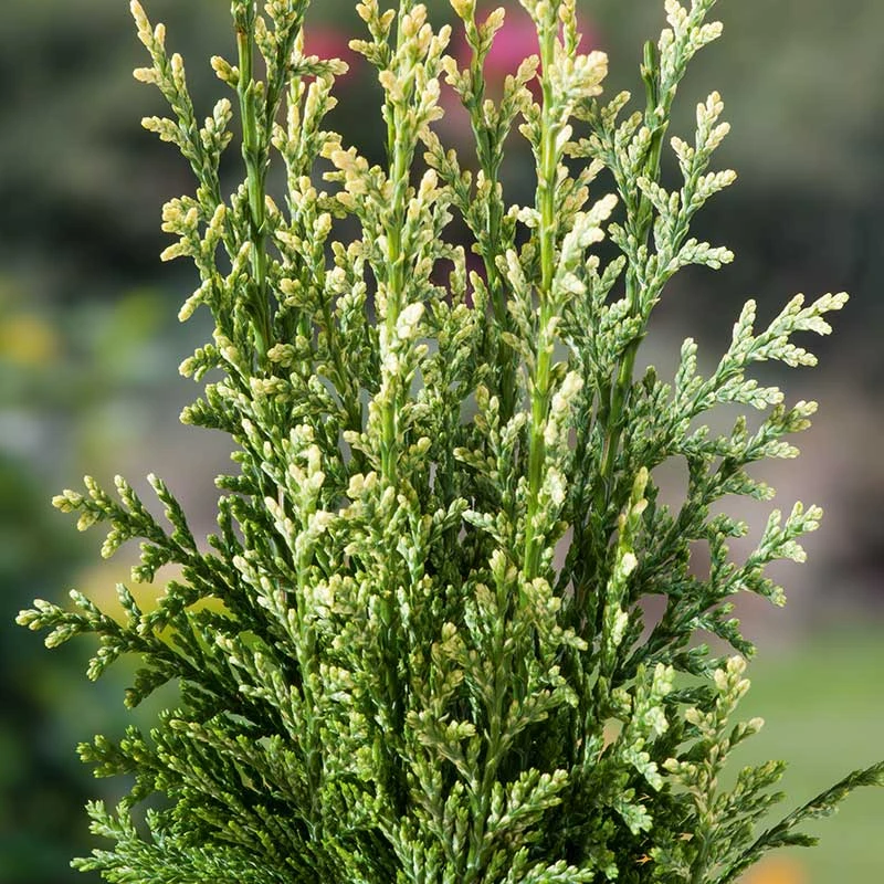 Ädelcypress 'White Spot' 4 Ädelcypress 'White Spot' - Image 2