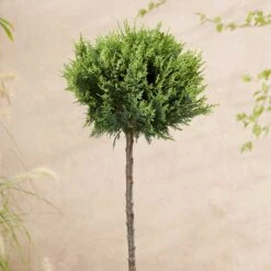 Ädelcypress 'White Spot'