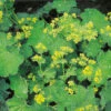 Jättedaggkåpa -Garden Supplies Sales 2024 alchemilla mollis jattedaggkapa