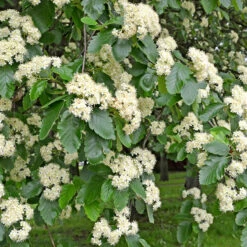 Oxel, Högstam St.omf. 8-10cm