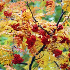 Rönn, Högstam St.omf. 8-10cm 7 Rönn, Högstam St.omf. 8-10cm -Garden Supplies Sales 2024 alletrad ronnbarstrad host