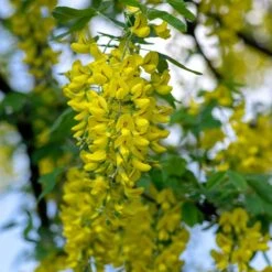 Alpgullregn 'Pendulum' 7 Alpgullregn 'Pendulum' -Garden Supplies Sales 2024 alpgullregn pendulum 2