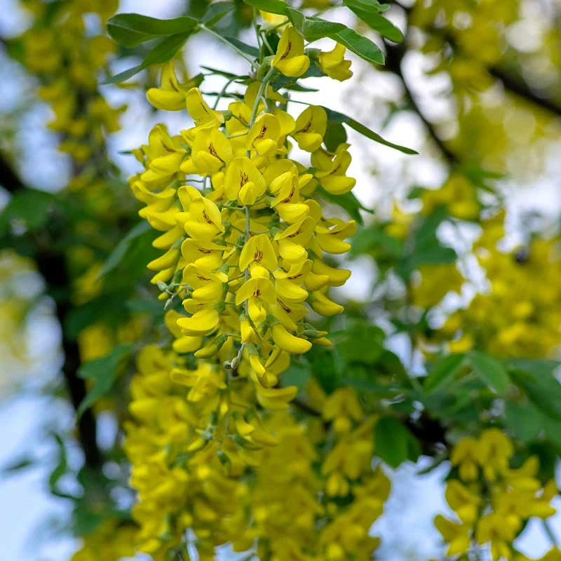 Alpgullregn 'Pendulum' 5 Alpgullregn 'Pendulum' - Image 3