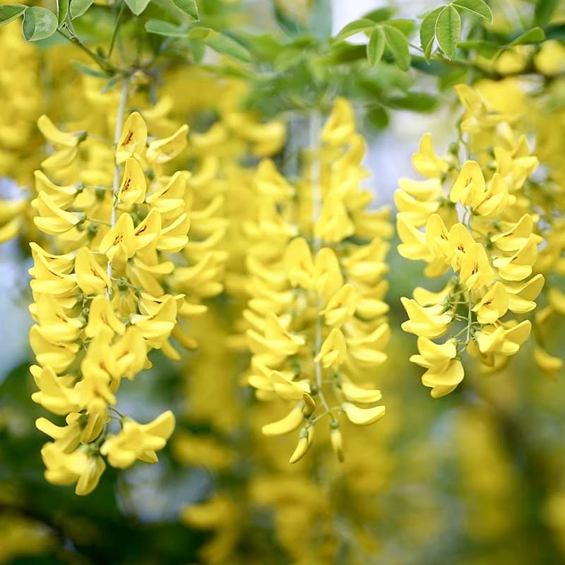 Alpgullregn 'Pendulum' 3 Alpgullregn 'Pendulum'