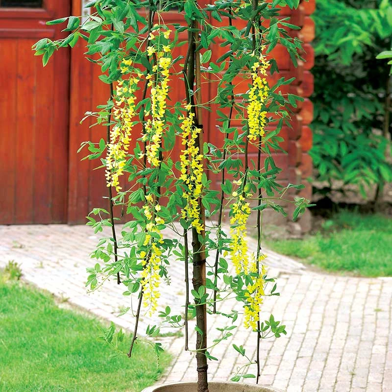 Alpgullregn 'Pendulum' 4 Alpgullregn 'Pendulum' - Image 2