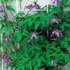 Alpklematis, BlÄlila 1 Alpklematis, BlÄlila -Garden Supplies Sales 2024 alpklematis clematis alpina bla