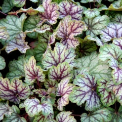 Alunrot 'Green Spice', 3-pack