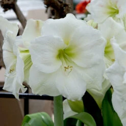 Amaryllis 'Christmas Gift'