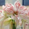 Amaryllis 'Dancing Queen' -Garden Supplies Sales 2024 amaryllis dancing queen jullok wexthuset