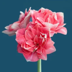 Amaryllis 'Double Dream' -Garden Supplies Sales 2024 amaryllis double dream AD