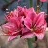 Amaryllis 'Gervase' -Garden Supplies Sales 2024 amaryllis gervase wh