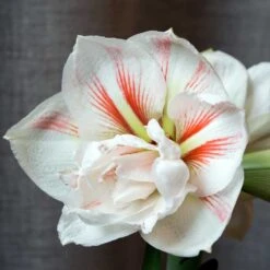 Amaryllis 'Nymph'
