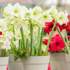 Amaryllis 'White Garden'
