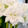 Amaryllis 'Arctic Nymph' 2 Amaryllis 'Arctic Nymph' -Garden Supplies Sales 2024 amaryllislok arctic nymph EB