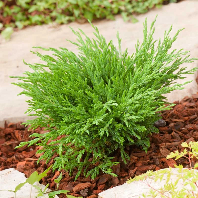 Amerikansk Kryp-en 'Andorra Compact', 10-pack 3 Amerikansk Kryp-en 'Andorra Compact', 10-pack