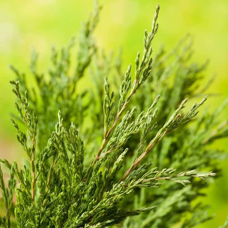 Amerikansk Kryp-en 'Andorra Compact', 10-pack 4 Amerikansk Kryp-en 'Andorra Compact', 10-pack - Image 2