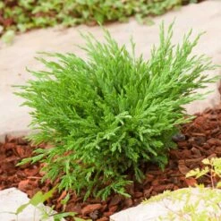 Amerikansk Kryp-en 'Andorra Compact', 5-pack