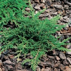 Amerikansk Kryp-en 'Prince Of Wales', 10-pack