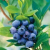 Amerikanskt Blåbär 'Goldtraube 71' 1 Amerikanskt Blåbär 'Goldtraube 71' -Garden Supplies Sales 2024 amerikanskt blabar goldtraube 71