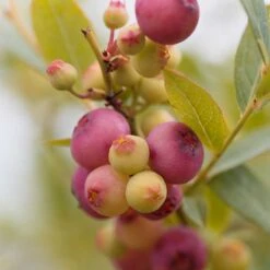 Amerikanskt Blåbär 'Pink Lemonade', 1-pack -Garden Supplies Sales 2024 amerikanskt blabar pink lemonade 2