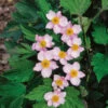 Höstanemon 'Robustissima' -Garden Supplies Sales 2024 anemone tomentosa rubustissima hostanemon