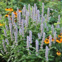 Anisört 'Blue Fortune', 6-pack -Garden Supplies Sales 2024 anisort i rabbatt WH