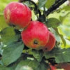 Äpple 'Alice' -Garden Supplies Sales 2024 appeltrad apple alice