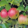 Äpple 'Amorosa' -Garden Supplies Sales 2024 appeltrad apple amorosa