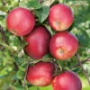 Äpple 'Summerred' -Garden Supplies Sales 2024 appeltrad apple summerred