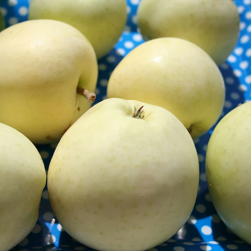 Äpple 'Transparente Blanche' 4 Äpple 'Transparente Blanche' - Image 2