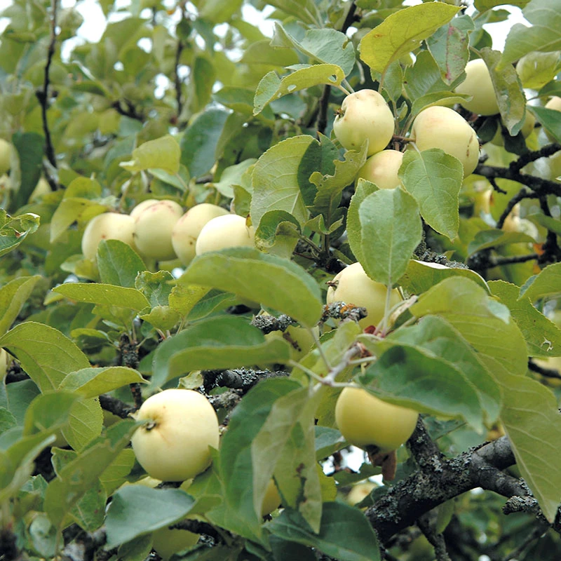 Äpple 'Transparente Blanche' 3 Äpple 'Transparente Blanche'