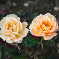 Ros 'Whisky Mac' 5 Ros 'Whisky Mac' -Garden Supplies Sales 2024 aprikos ros whisky mac