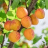 Aprikos 'Tros Oranje' -Garden Supplies Sales 2024 aprikoser tros oranje