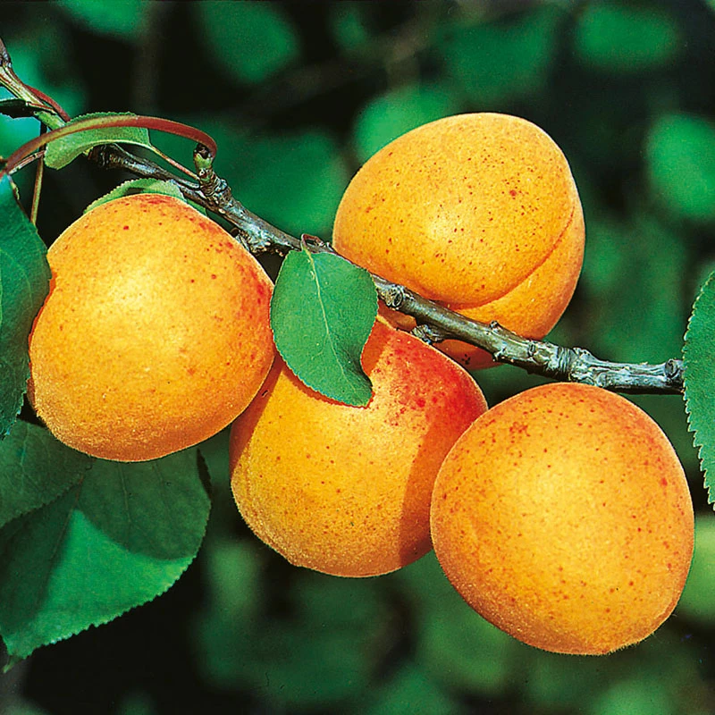 Aprikos 'Nancy' 3 Aprikos 'Nancy'