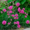 Strandtrift 'Dusseldorfer Stolz', 6-pack -Garden Supplies Sales 2024 armeria maritima dusseldorfer soltz strandtrift