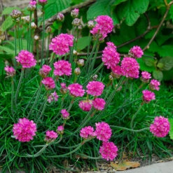 Strandtrift 'Dusseldorfer Stolz', 6-pack