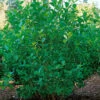 SlÄnaronia 'Elata' 60-100 Cm, 5-pack 2 SlÄnaronia 'Elata' 60-100 Cm, 5-pack -Garden Supplies Sales 2024 aronia prunfolia 2