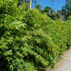 Häckkaragan, Sibirisk ärtbuske 10-pack -Garden Supplies Sales 2024 artbuske i hackplantering