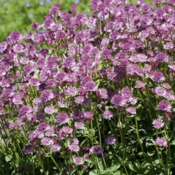 Stjärnflocka 'Roma', 3-pack -Garden Supplies Sales 2024 astrantia major roma stjarnflocka morkrod