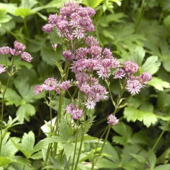 Stjärnflocka, 3-pack -Garden Supplies Sales 2024 astrantia major stjarnflocka