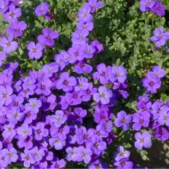 Aubrietia 'Blaumeise', 6-pack