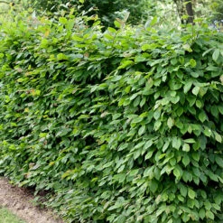 Avenbok 100-125 Cm, 100-pack