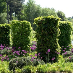 Avenbok 125-150 Cm, 10-pack -Garden Supplies Sales 2024 avenboksplantor klippta i pelarform 1