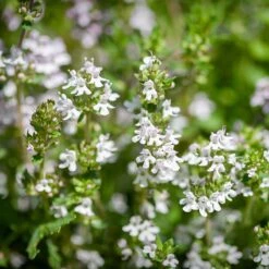 Backtimjan 'Albus', 6-pack