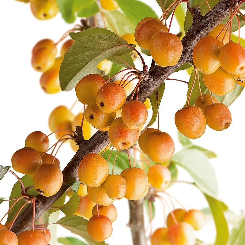 Korallapel, Malus Zumi 'Professor Sprenger' 4 Korallapel, Malus Zumi 'Professor Sprenger' - Image 2