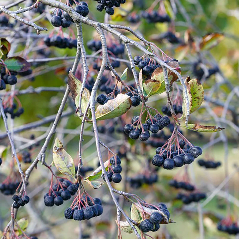 Slånaronia 'Elata' 60-100 Cm, 5-pack 5 Slånaronia 'Elata' 60-100 Cm, 5-pack - Image 3