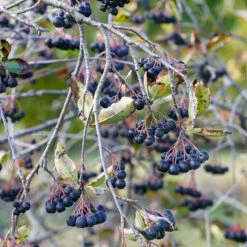 Slånaronia 'Elata' 60-100 Cm, 50-pack 6 Slånaronia 'Elata' 60-100 Cm, 50-pack -Garden Supplies Sales 2024 bar pa aronia 3