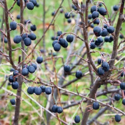 Häckoxbär 60-100 Cm, 50-pack -Garden Supplies Sales 2024 bar pa hackoxbar cotoneaster lucidus hack 1